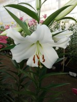 [4178 Fastrada VH No102.JPG]